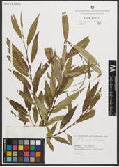 Foto von Salix neotricha Goerz